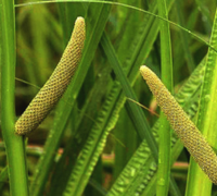 Vacha (Acorus Calamus)